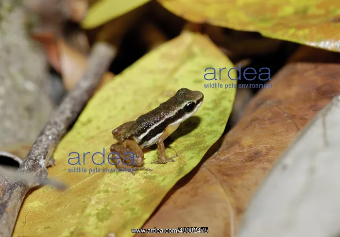 : Rainforest Rocket Frog : Rainforest Rocket Frog