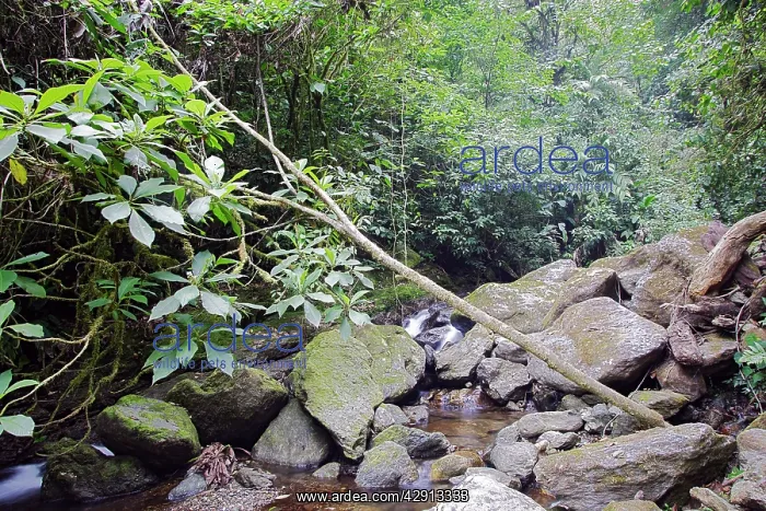  : Rainforest - San Isidro - Andes - Venezuela