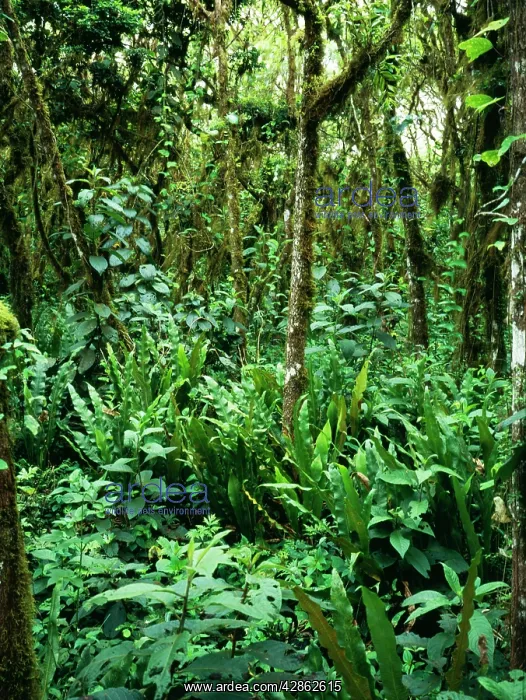: RAINFOREST - Scalesia cloud forest with ferns and : RAINFOREST - Scalesia cloud forest with ferns and