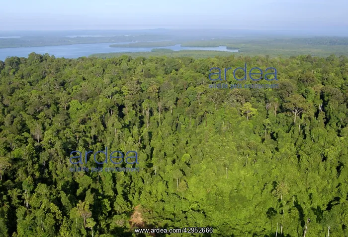 : Rainforest and Sekong Bay near Sandakan : Rainforest and Sekong Bay near Sandakan