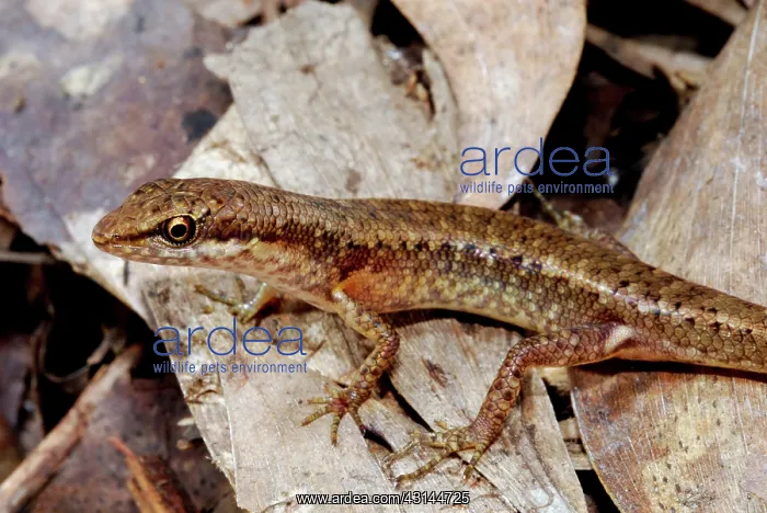 : Rainforest Shade Skink : Rainforest Shade Skink