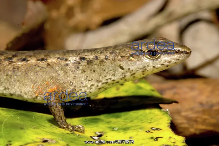 : Rainforest skink : Rainforest skink