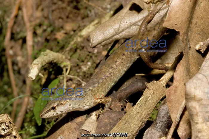 : Rainforest skink : Rainforest skink