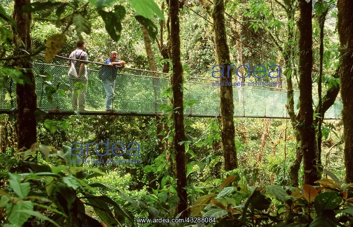 : RAINFOREST - Sky Walk / Trail bridge / Suspension : RAINFOREST - Sky Walk / Trail bridge / Suspension