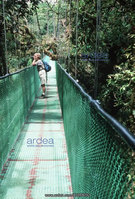 : RAINFOREST- Sky Walk / Trail bridge / Suspension : RAINFOREST- Sky Walk / Trail bridge / Suspension