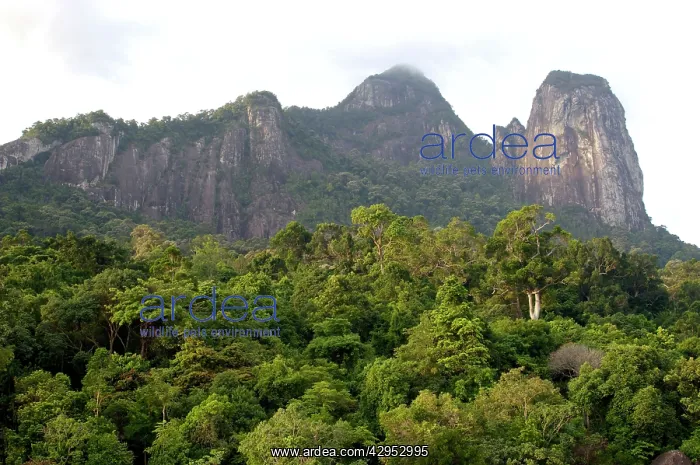 : Rainforest on the slopes of Twin Peaks : Rainforest on the slopes of Twin Peaks