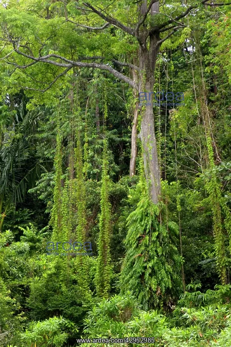 : A rainforest on the slopes of volcanic Tioman Island : A rainforest on the slopes of volcanic Tioman Island
