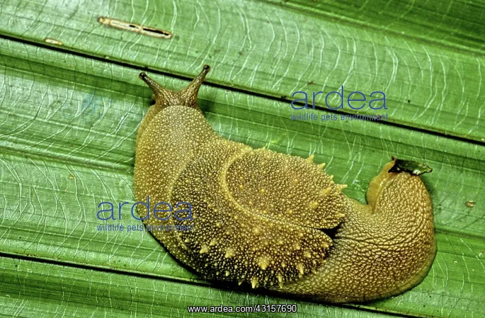 : Rainforest Snail, Vietnam : Rainforest Snail, Vietnam