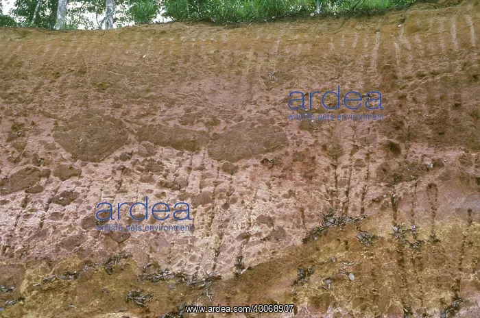 : Rainforest Soil in Borneo : Rainforest Soil in Borneo