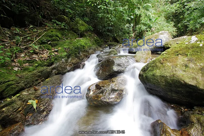 : Rainforest and stream - San Isidro - Andes - Venezuela : Rainforest and stream - San Isidro - Andes - Venezuela