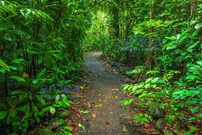 : Rainforest trail, Carara National Park, Puntarenas Province : Rainforest trail, Carara National Park, Puntarenas Province