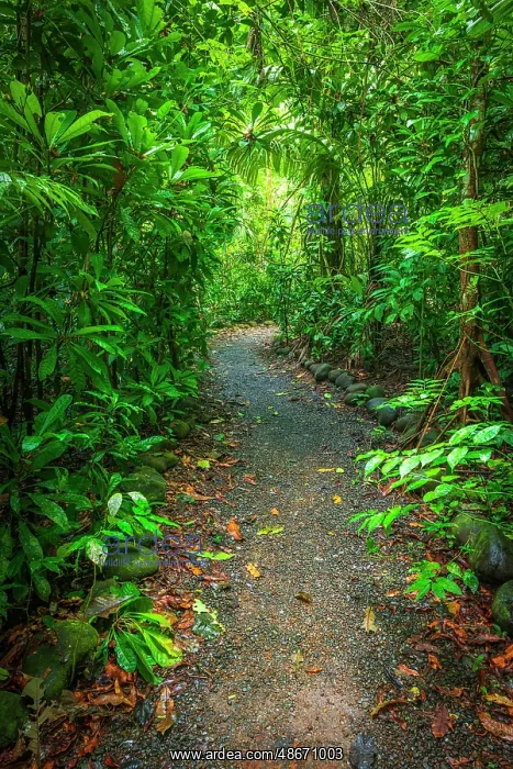 : Rainforest trail, Carara National Park, Puntarenas Province : Rainforest trail, Carara National Park, Puntarenas Province