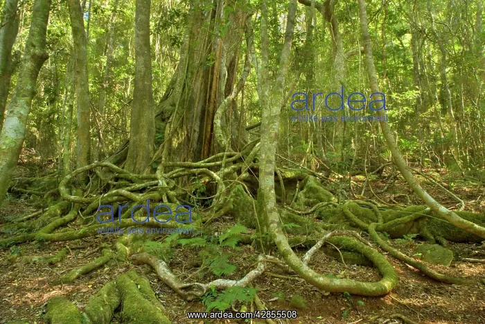 : Rainforest Tree - with hugh buttress roots entwined : Rainforest Tree - with hugh buttress roots entwined