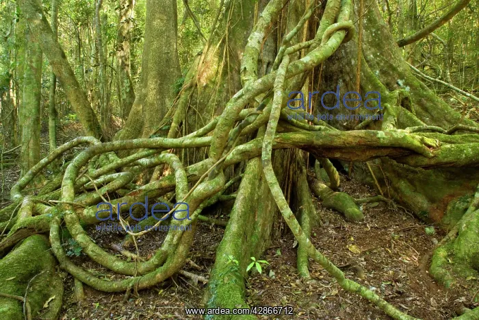 : Rainforest Tree - with hugh buttress roots entwined : Rainforest Tree - with hugh buttress roots entwined