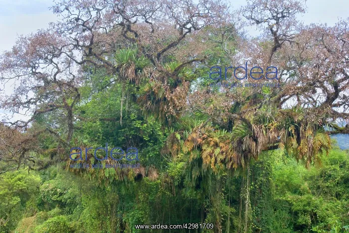 : Rainforest - a tree in subtropical rainforest covered : Rainforest - a tree in subtropical rainforest covered