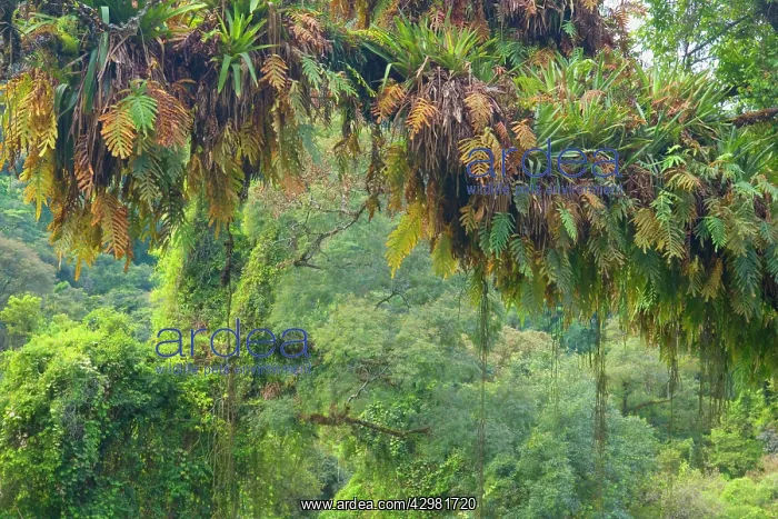  : Rainforest - a tree in subtropical rainforest covered