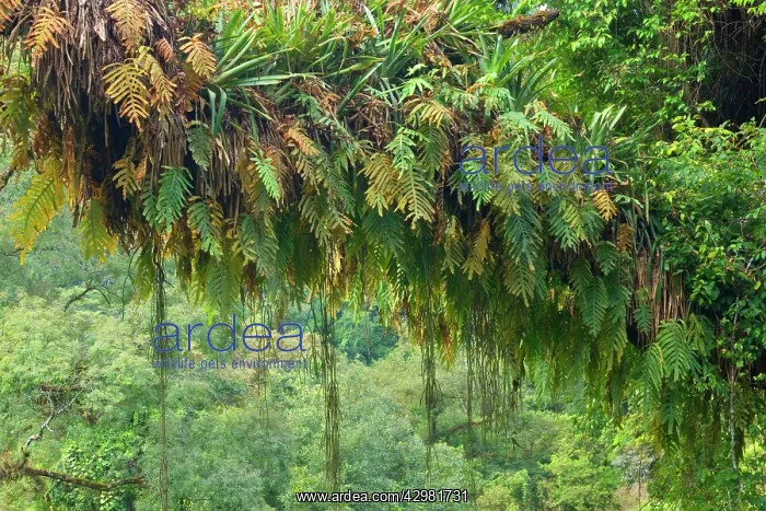  : Rainforest - a tree in subtropical rainforest covered