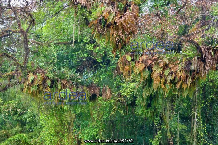 : Rainforest - a tree in subtropical rainforest covered : Rainforest - a tree in subtropical rainforest covered