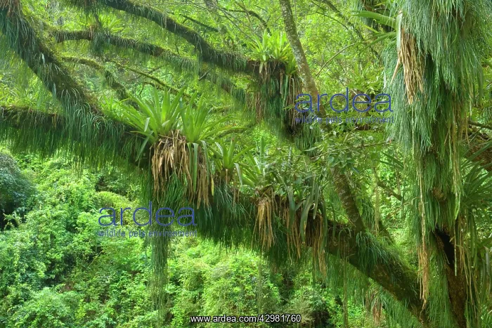 : Rainforest - a tree in subtropical rainforest covered : Rainforest - a tree in subtropical rainforest covered