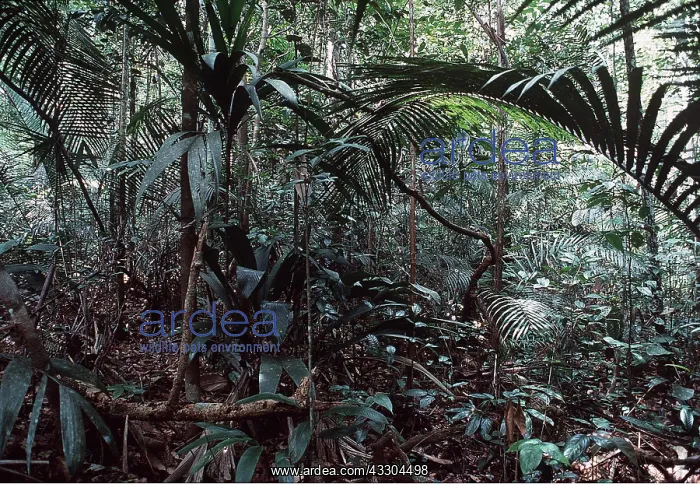 : RAINFOREST - Understory : RAINFOREST - Understory