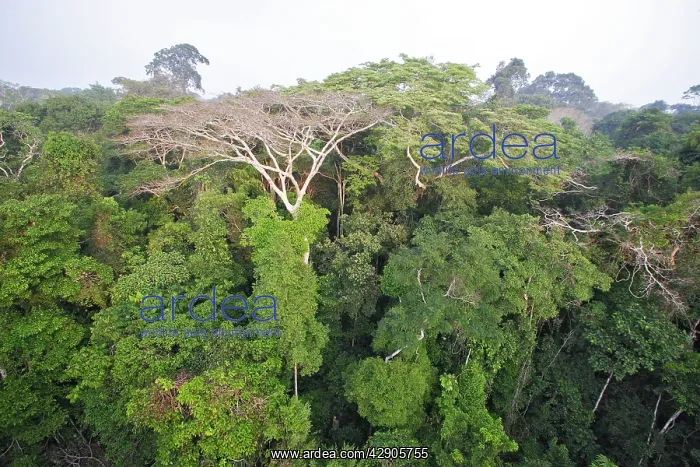 : Rainforest - upstream from Puerto Maldonado : Rainforest - upstream from Puerto Maldonado