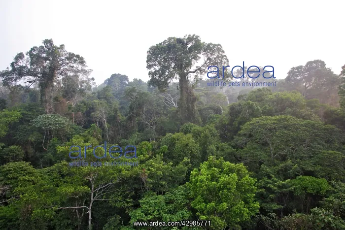 : Rainforest - upstream from Puerto Maldonado : Rainforest - upstream from Puerto Maldonado