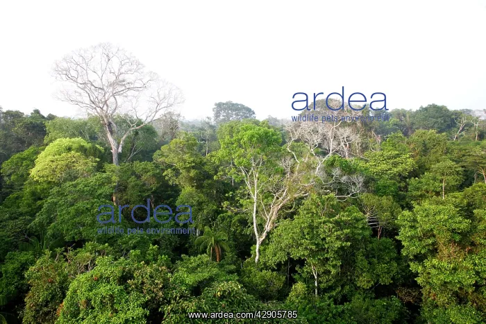 : Rainforest - upstream from Puerto Maldonado : Rainforest - upstream from Puerto Maldonado