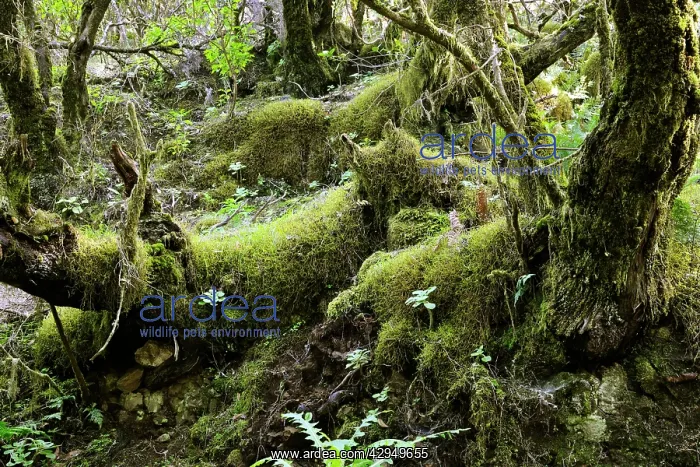 : Rainforest vegetation in the National Park of Garajonay : Rainforest vegetation in the National Park of Garajonay
