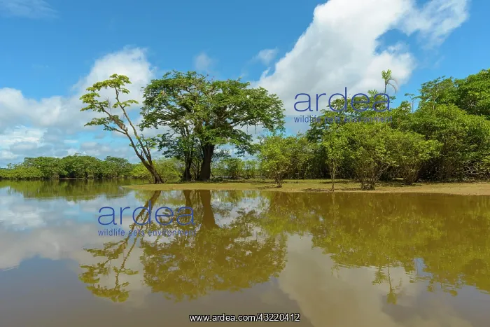 : Rainforest vegetation reflected in Laguna Grande : Rainforest vegetation reflected in Laguna Grande