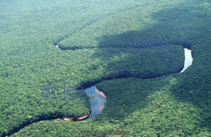 : Rainforest - Venezuela : Rainforest - Venezuela