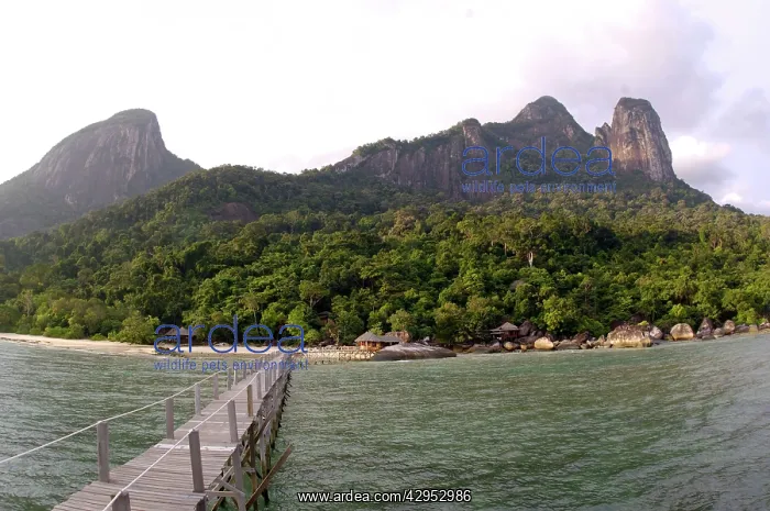 : Rainforest, volcanic Twin Peaks - Bukit Batu : Rainforest, volcanic Twin Peaks - Bukit Batu