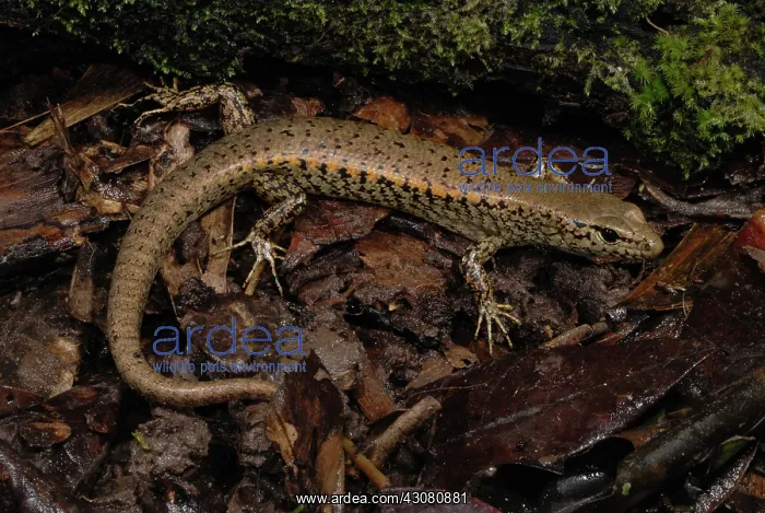 : Rainforest Water Skink : Rainforest Water Skink