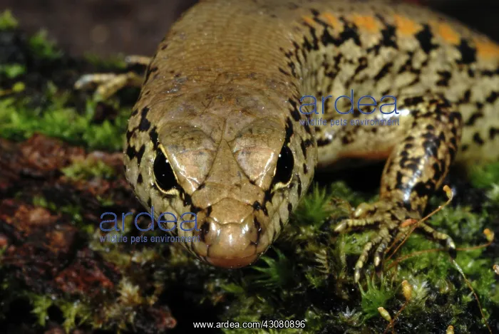 : Rainforest Water Skink : Rainforest Water Skink