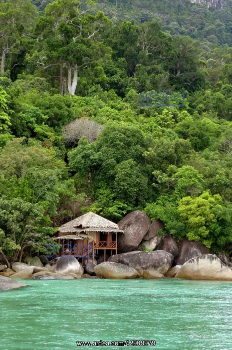 : Rainforest and a wooden cabin of the Bagus Place : Rainforest and a wooden cabin of the Bagus Place