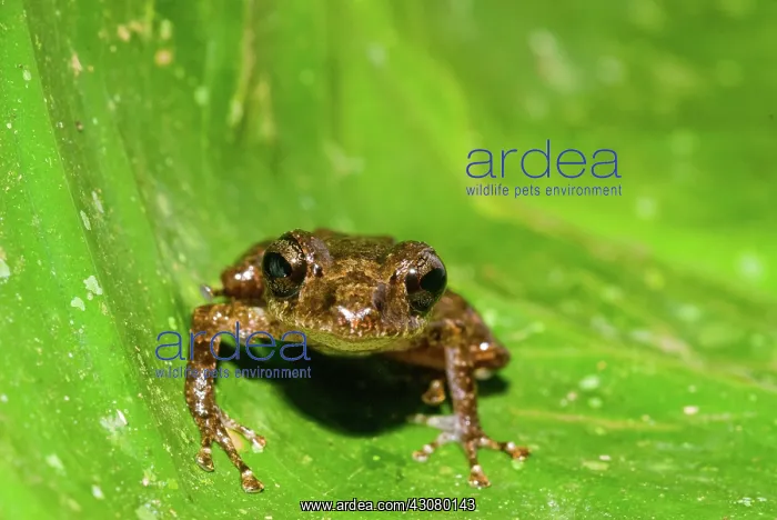 : Rainfrog (Eleutherodactylus ockendeni) in Amazon Basin in Loreto, Peru : Rainfrog (Eleutherodactylus ockendeni) in Amazon Basin in Loreto, Peru