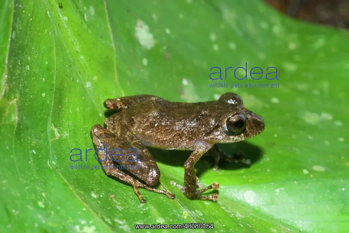 : Rainfrog (Eleutherodactylus ockendeni) in Amazon Basin in Loreto, Peru : Rainfrog (Eleutherodactylus ockendeni) in Amazon Basin in Loreto, Peru