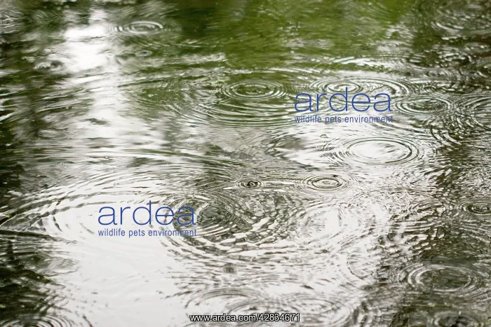 : Raining - rain drops on pond summer 2007 : Raining - rain drops on pond summer 2007