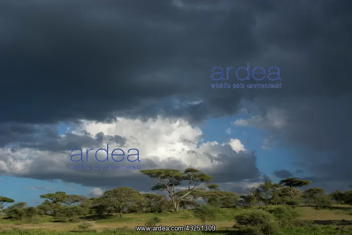 : Rainstorm approaching Ndutu, Ngorongoro Conservation : Rainstorm approaching Ndutu, Ngorongoro Conservation