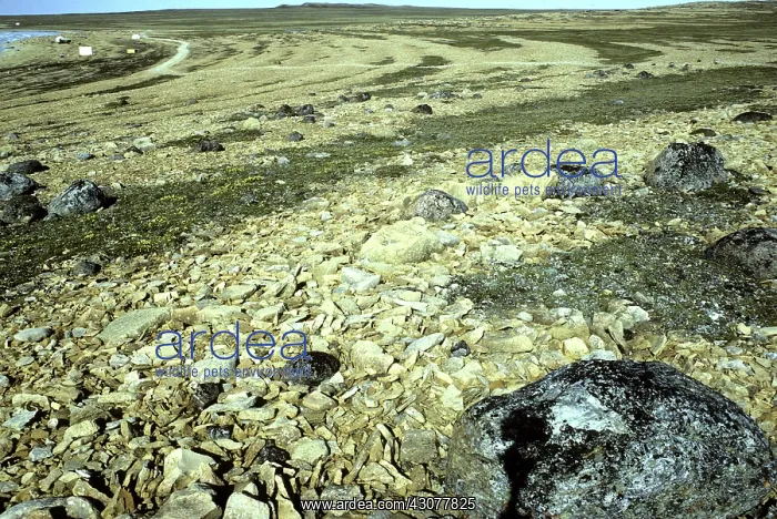 : Raised beaches, Nunavut, Canada : Raised beaches, Nunavut, Canada