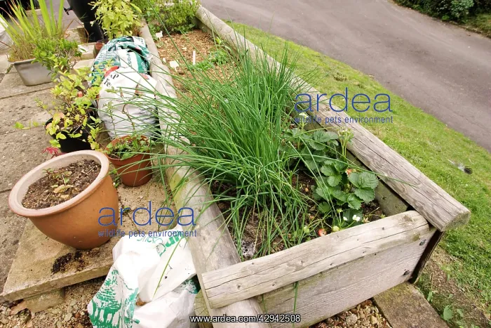 : Raised bed for vegetables made from old railway sleepers : Raised bed for vegetables made from old railway sleepers