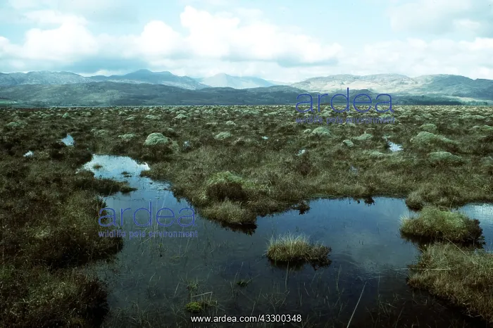 : RAISED BOG - Claish Moss : RAISED BOG - Claish Moss