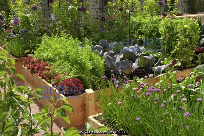 : Chive. Raised vegetable beds growing variety of crops including lettuce : Chive. Raised vegetable beds growing variety of crops including lettuce