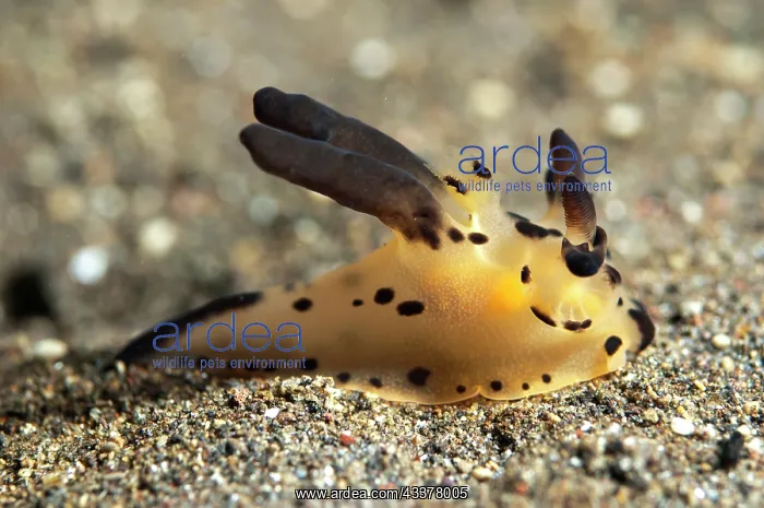  : Raja Thecacera Nudibranch