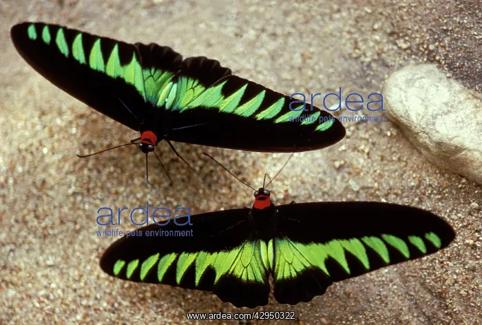 : Rajah Brooke Butterflies - sucking sulphur spring : Rajah Brooke Butterflies - sucking sulphur spring