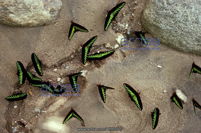 : Rajah Brooke Butterflies - sucking sulphur spring : Rajah Brooke Butterflies - sucking sulphur spring