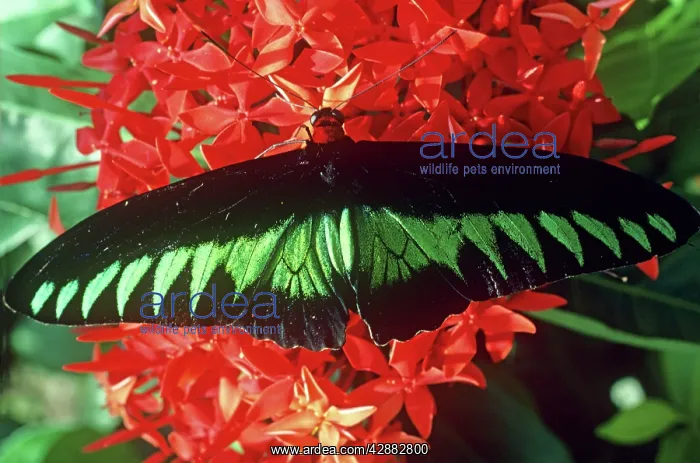: Rajah BrookeIs birdwing butterfly - Male : Rajah BrookeIs birdwing butterfly - Male