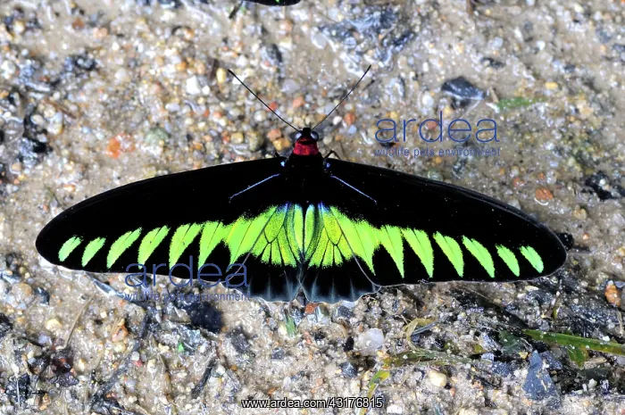 : Rajah Brooke's Birdwing : Rajah Brooke's Birdwing