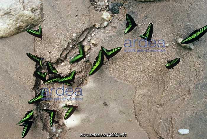 : Rajah Brooke's Birdwing Butterflies : Rajah Brooke's Birdwing Butterflies