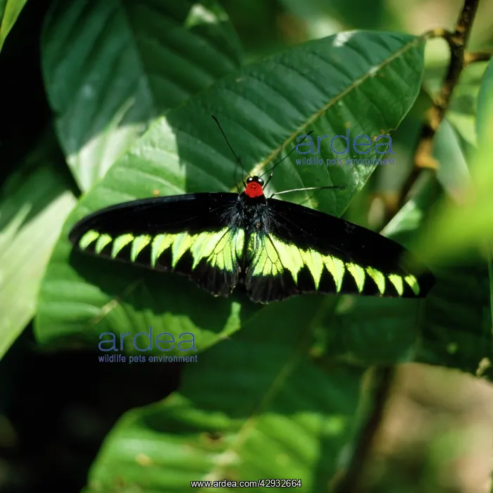 : Rajah Brooke's Birdwing Butterfly : Rajah Brooke's Birdwing Butterfly