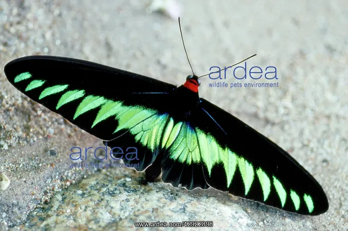 : Rajah Brooke's Birdwing butterfly - male : Rajah Brooke's Birdwing butterfly - male